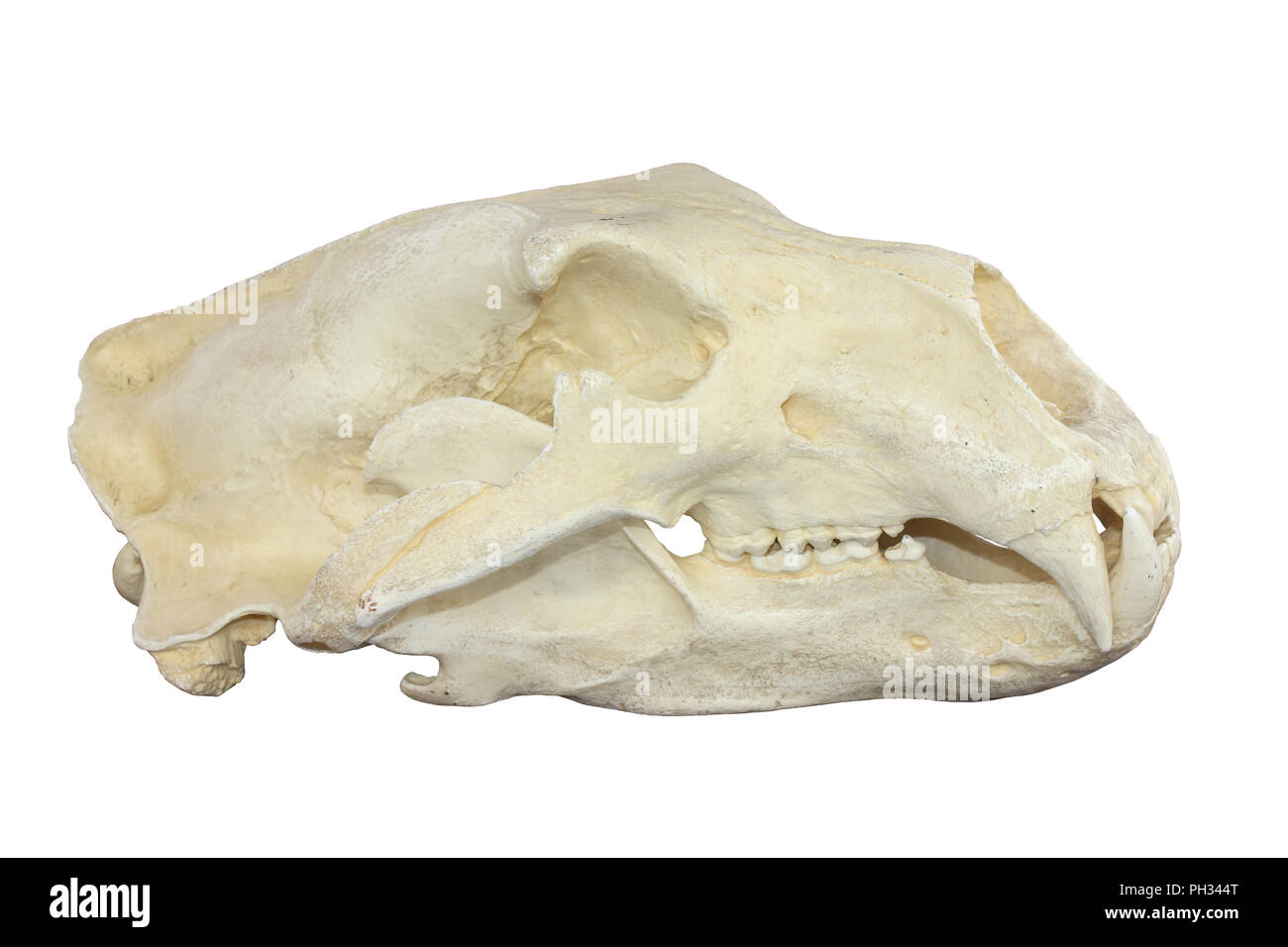 Polar Bear Skull Stockfoto
