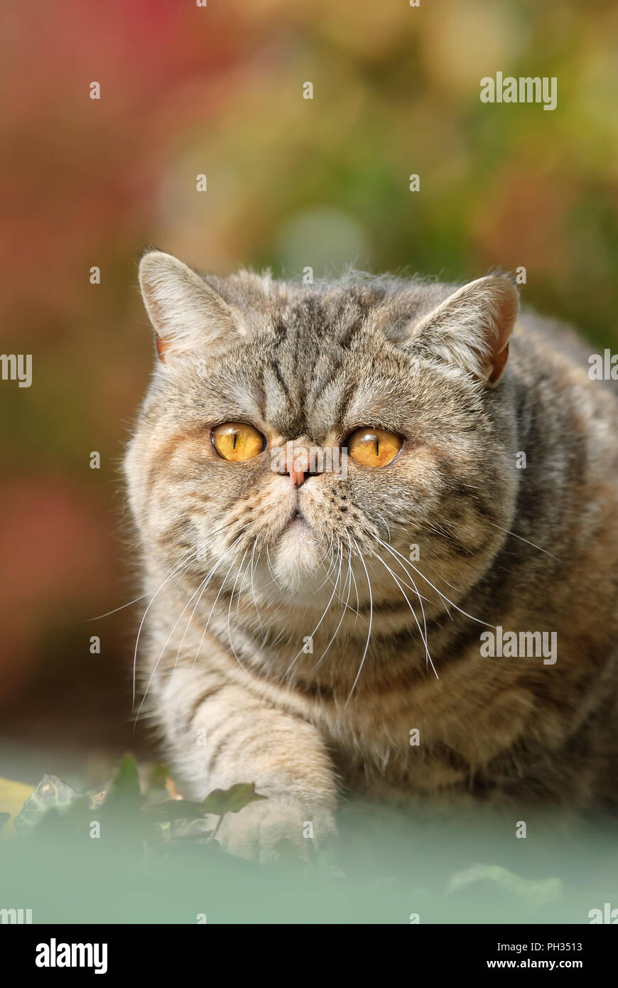 Exotic Shorthair Katze, eine kurzhaarige Perser mit Nase und Gesicht, auf der Lauer und beobachtete Neugierig der herbstlichen Garten, Deutschland Stockfoto