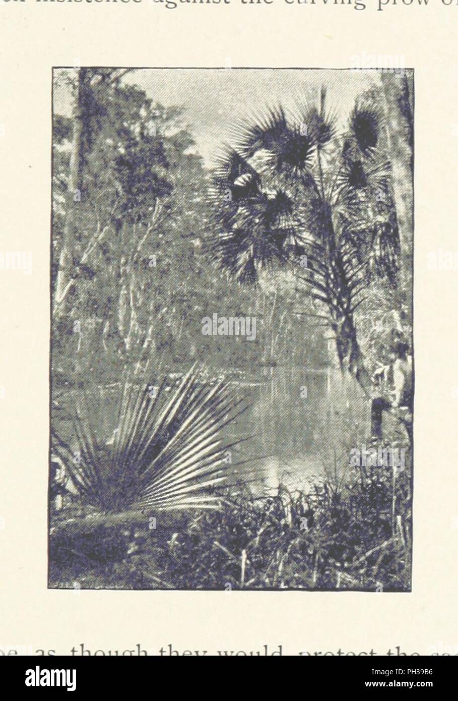 Bild von Seite 169 "Florida Tage. Mit Ill. von Louis K. Harlow". Stockfoto