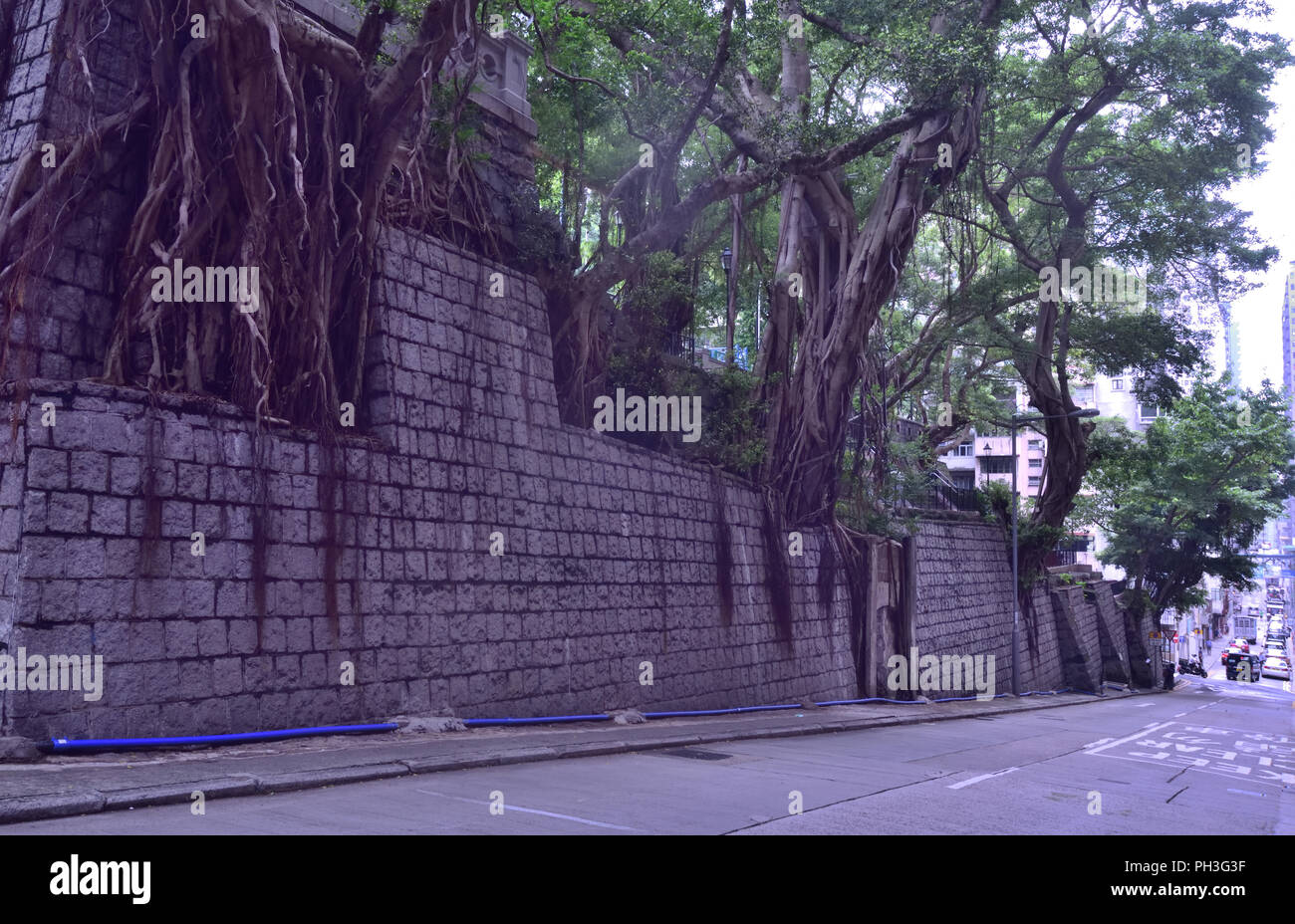 Opulente Banyan Bäume auf langen Mauer aus Stein auf der mittleren Ebene, Hong Kong Island Stockfoto
