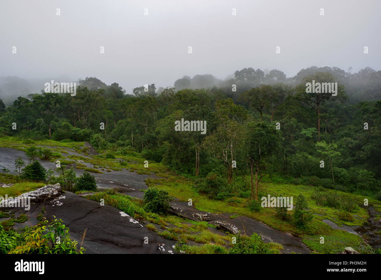 Regenwald mit Dunst und Nebel Stockfoto