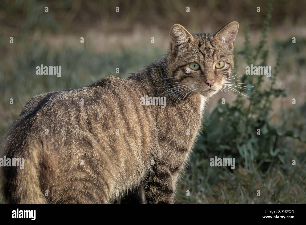 Eine Nahaufnahme Foto eines Schottischen Wildkatze mit seinen Kopf nach hinten. Es starrt in die Ferne und zwar in der Regel heftige es Lo Stockfoto