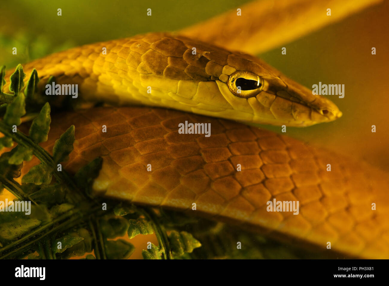 Nahaufnahme der Orientalischen Peitsche Schlange (Ahaetulla prasina) Stockfoto