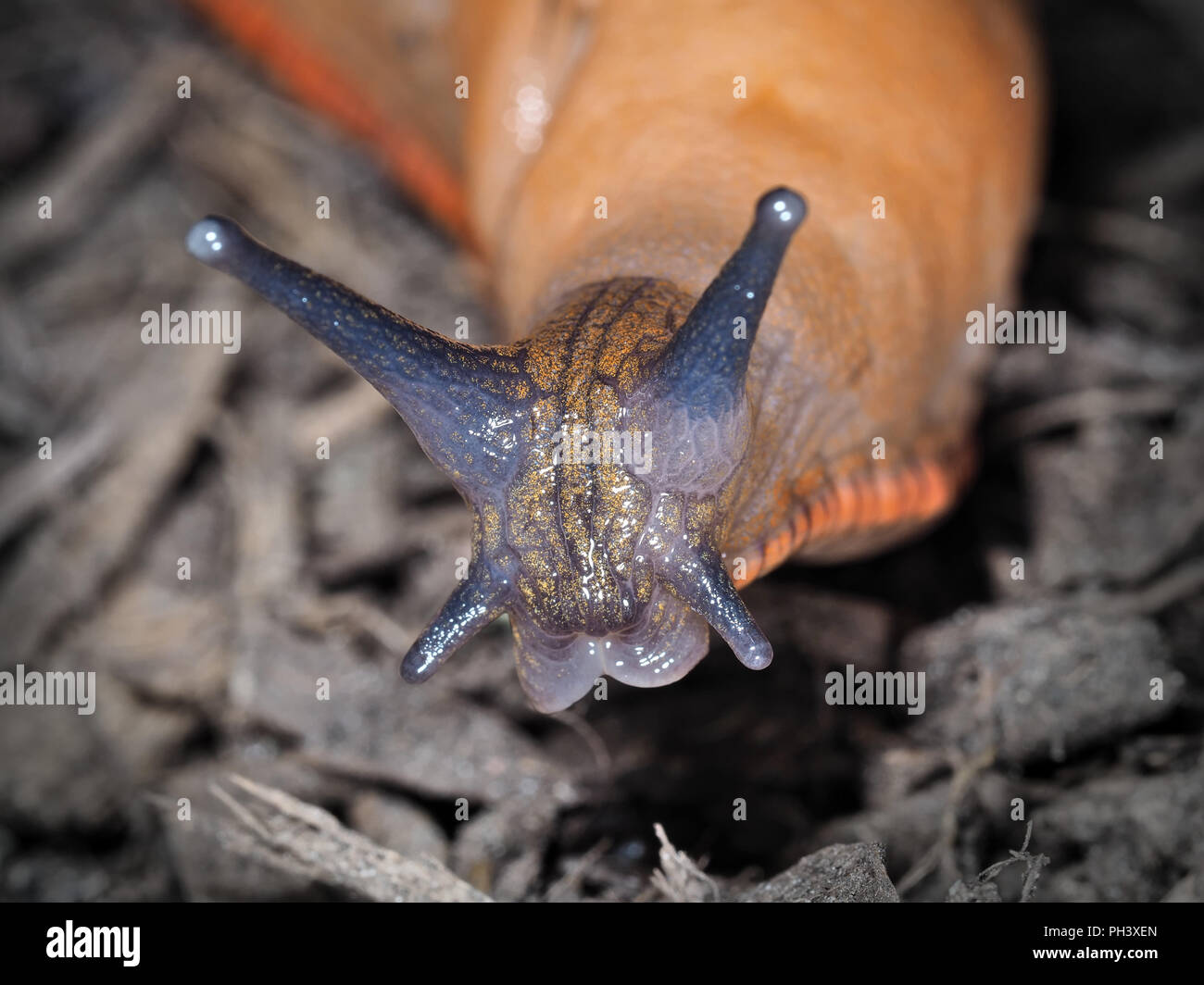 Garten slug (Arion Rufus oder Arion ater) im Staat Washington, USA - Nahaufnahme des Kopfes Stockfoto