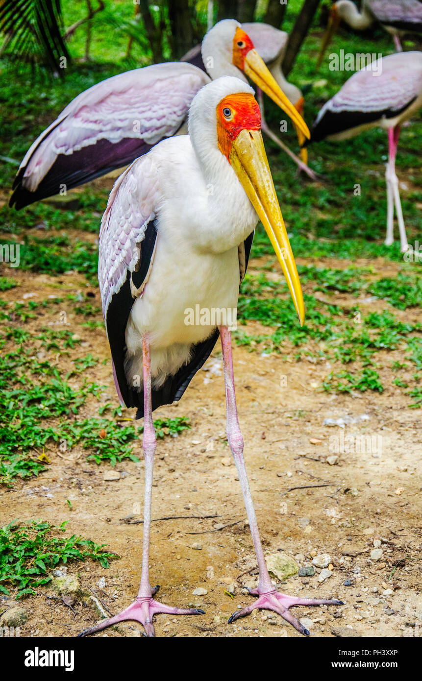 Schöner Vogel auf der Suche nach Essen Stockfoto