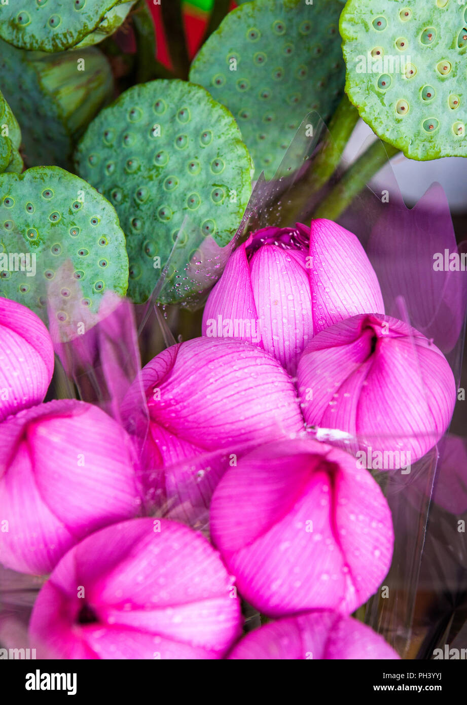 Lotus Blüten in der Flower Market in Mong Kok Viertel von Hongkong Stockfoto