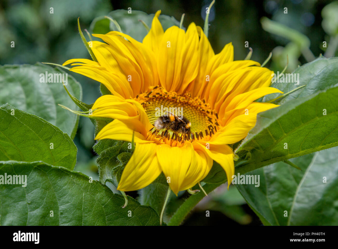 Biene auf einer Sonnenblume Stockfoto