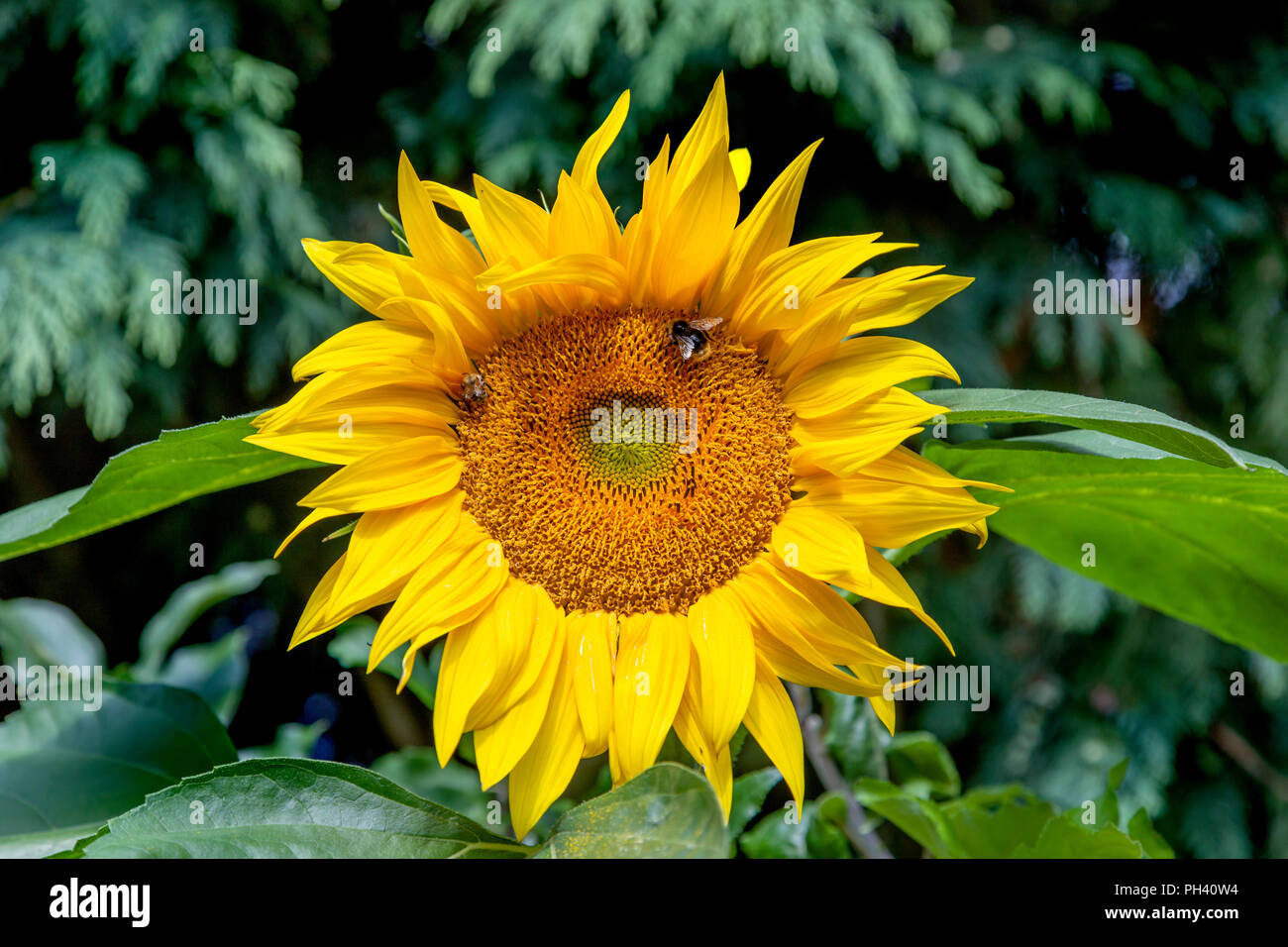 Biene auf einer Sonnenblume Stockfoto
