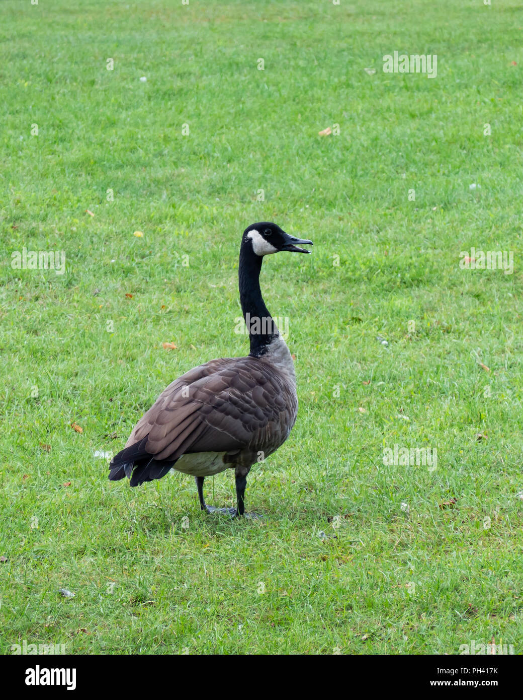 Eine Kanadagans, Branta canadensis, auf dem Rasen auf Osborne Punkt in der Spekulant, NY, USA. Stockfoto
