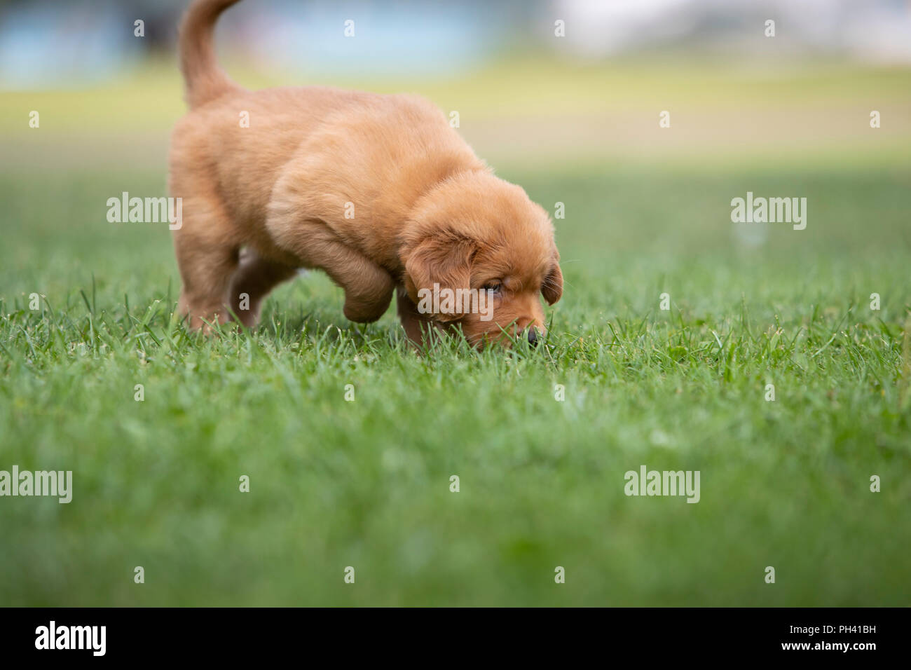 Golden Retriever Welpe wandern im Gras. Stockfoto