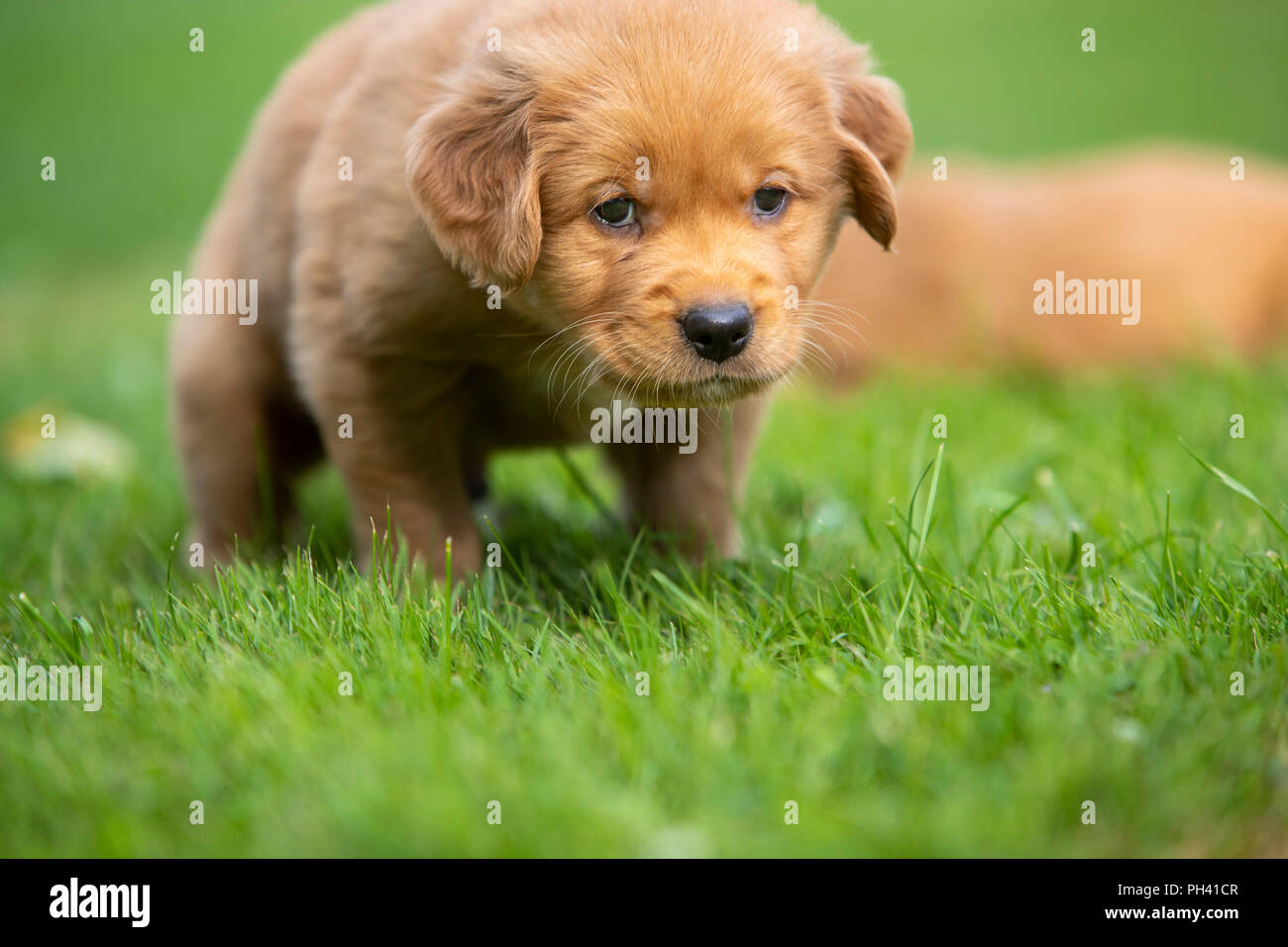 Nahaufnahme einer sich nähernden Golden Retriever Welpen. Stockfoto