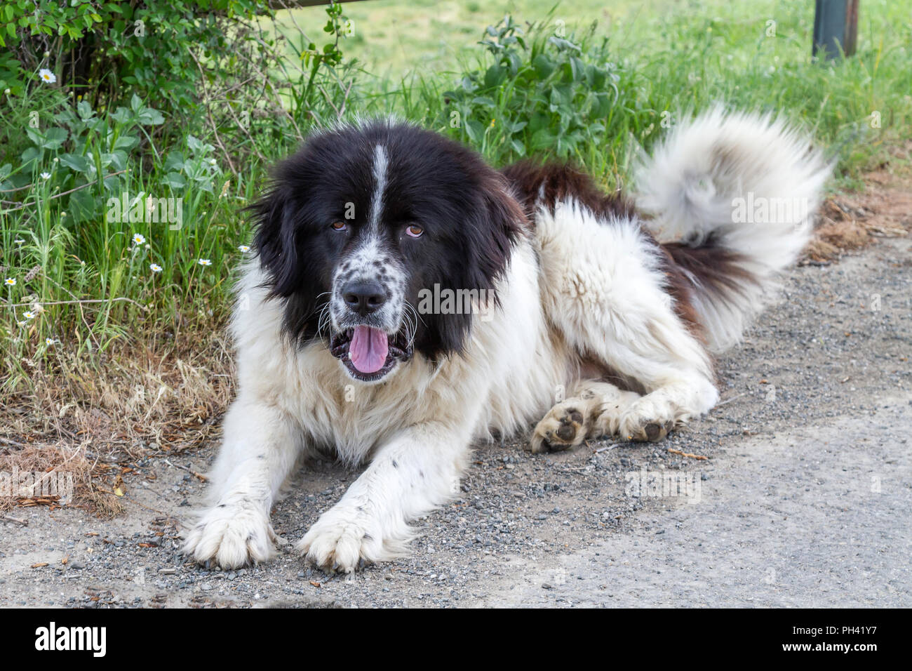 Karakachan bulgarischer Schäferhund Stockfoto