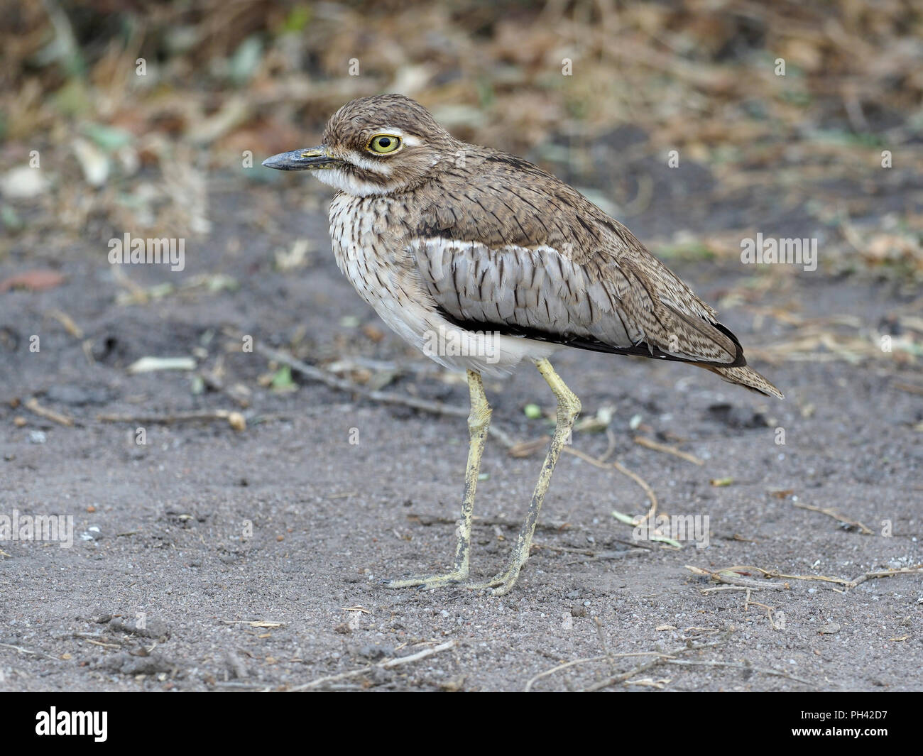 Wasser dikkop oder dick - Knie, Burhinus vermiculatus, ein Vogel auf dem Boden, Uganda, August 2018 Stockfoto