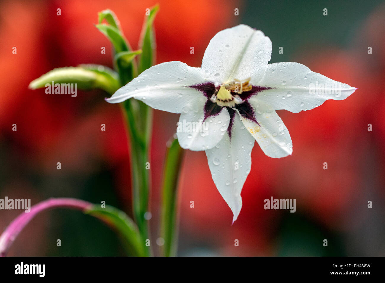 Sommer Gladiolen (Gladiolus callianthus) - North Carolina Arboretum, Asheville, North Carolina, USA Stockfoto