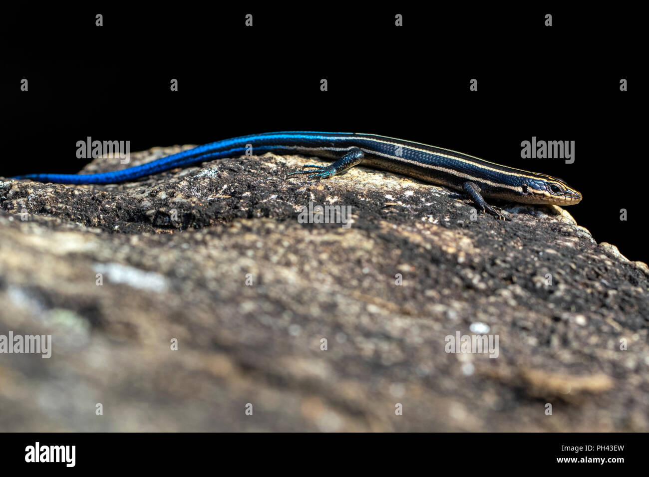 (Amerikanischen) Fünf gesäumten Skink (Plestiodon fasciatus) - North Carolina Arboretum, Asheville, North Carolina, USA Stockfoto