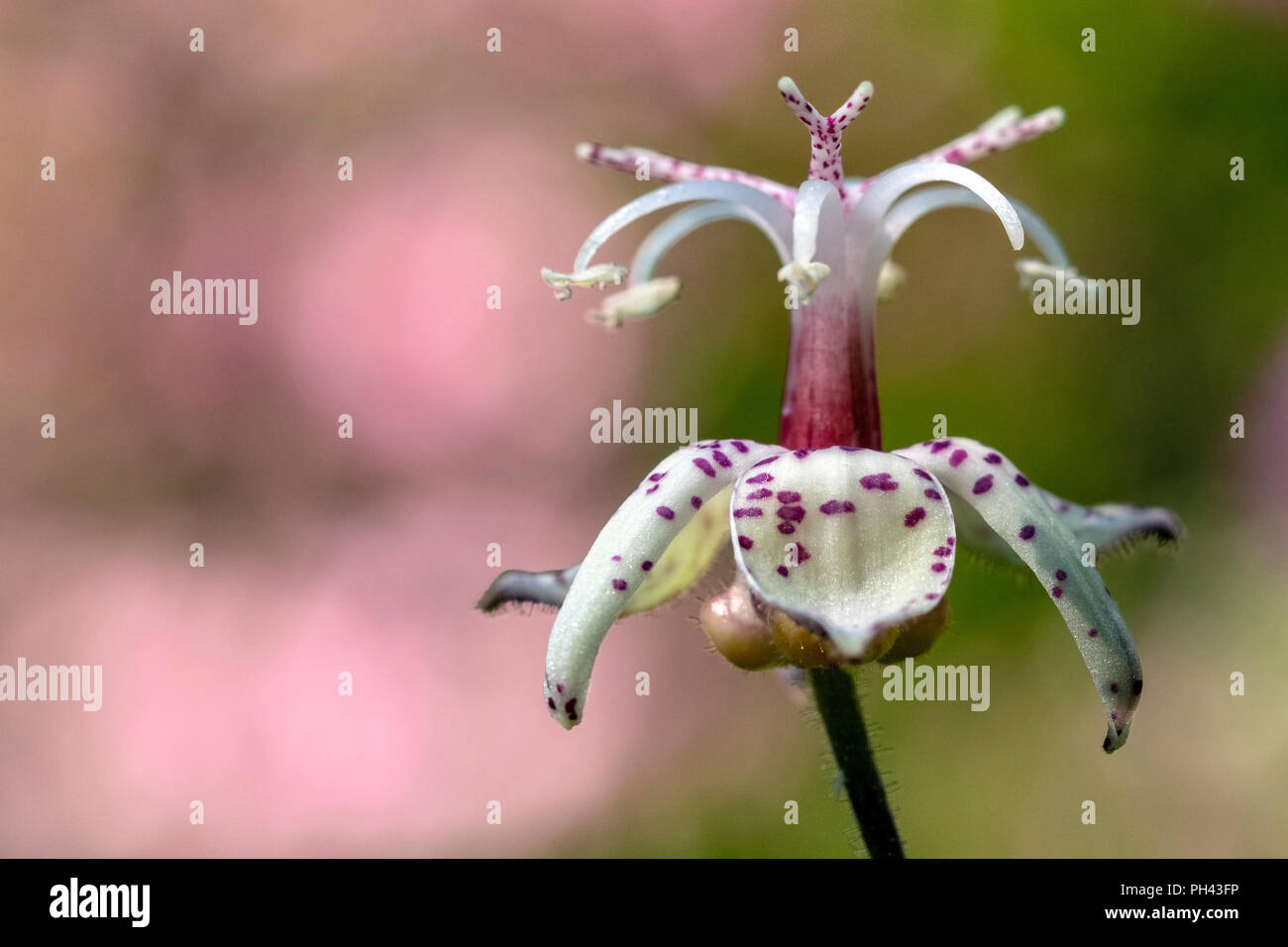 Toad Lily - Tricyrtis formosana - North Carolina Arboretum, Asheville, North Carolina, USA Stockfoto
