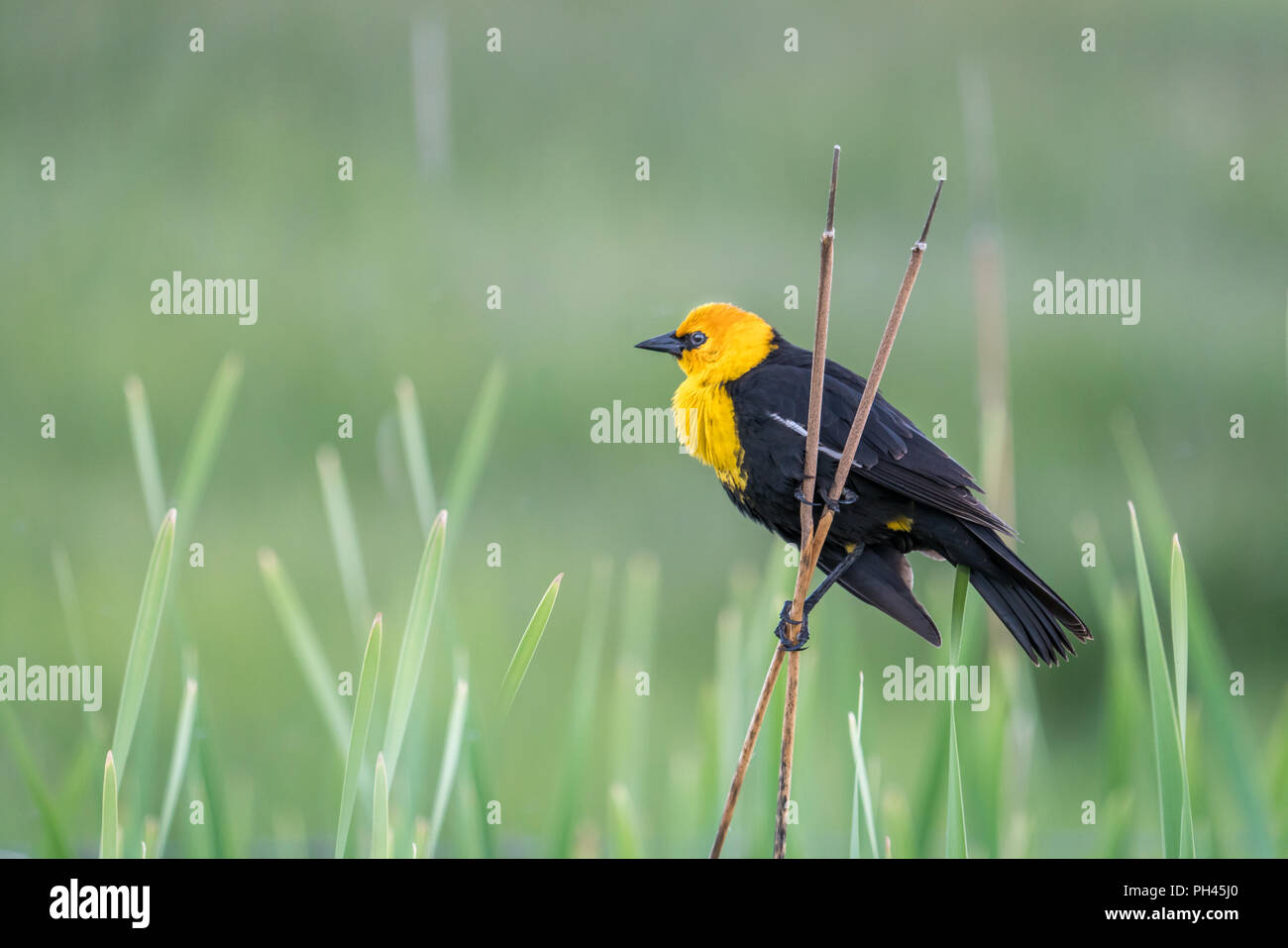 Gelbe Leitung blackbird Umfragen sein Territorium, während der Paarungszeit Stockfoto