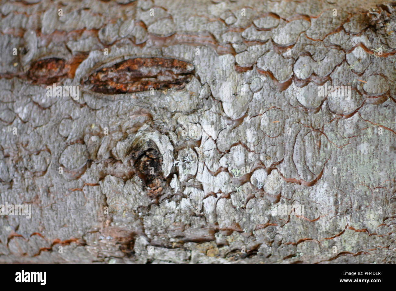 Holz- hintergrund Strukturmuster in braunen Farben Stockfoto