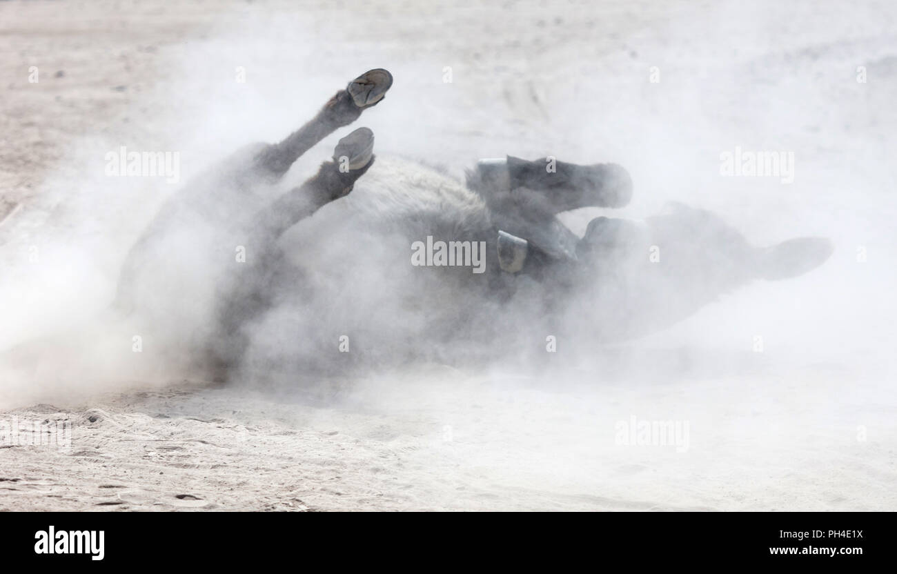 Nach Esel Rollen in den Sand - Zum Spaß gegen Juckreiz Stockfoto