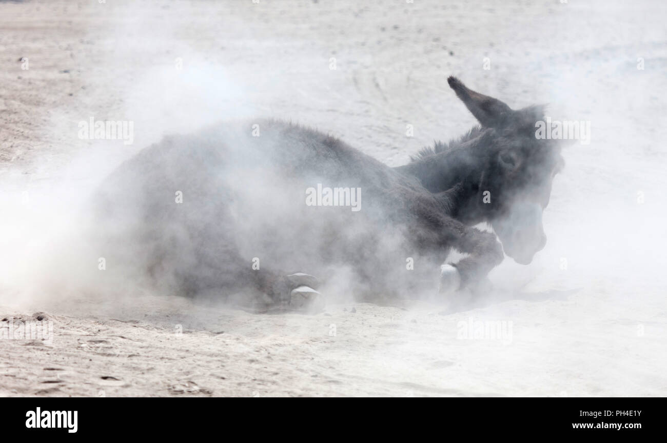 Nach Esel Rollen in den Sand - Zum Spaß gegen Juckreiz Stockfoto