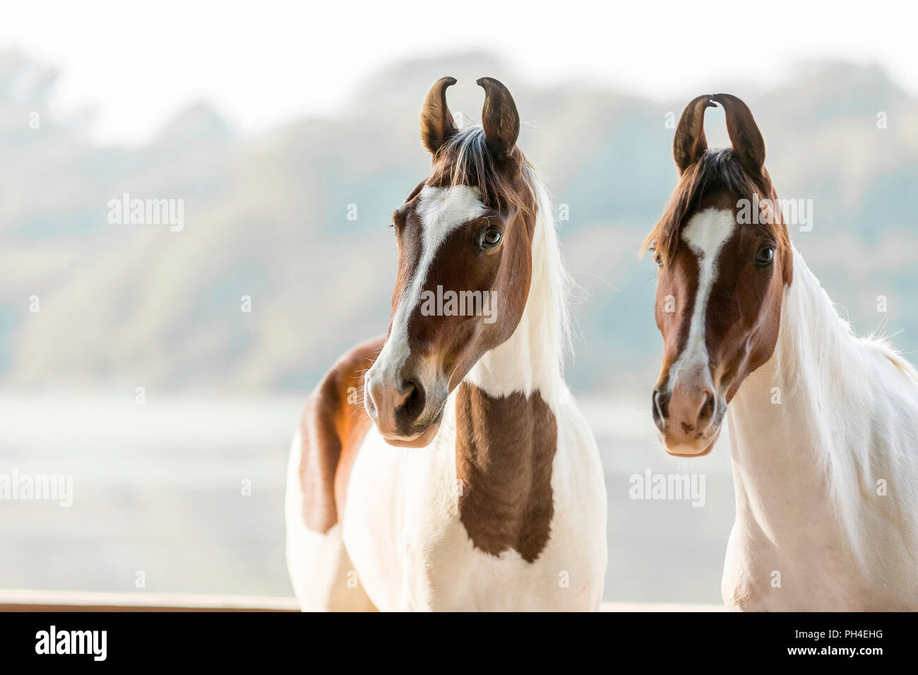 Marwari Pferd. Porträt von zwei Pinto Stuten. Indien Stockfoto