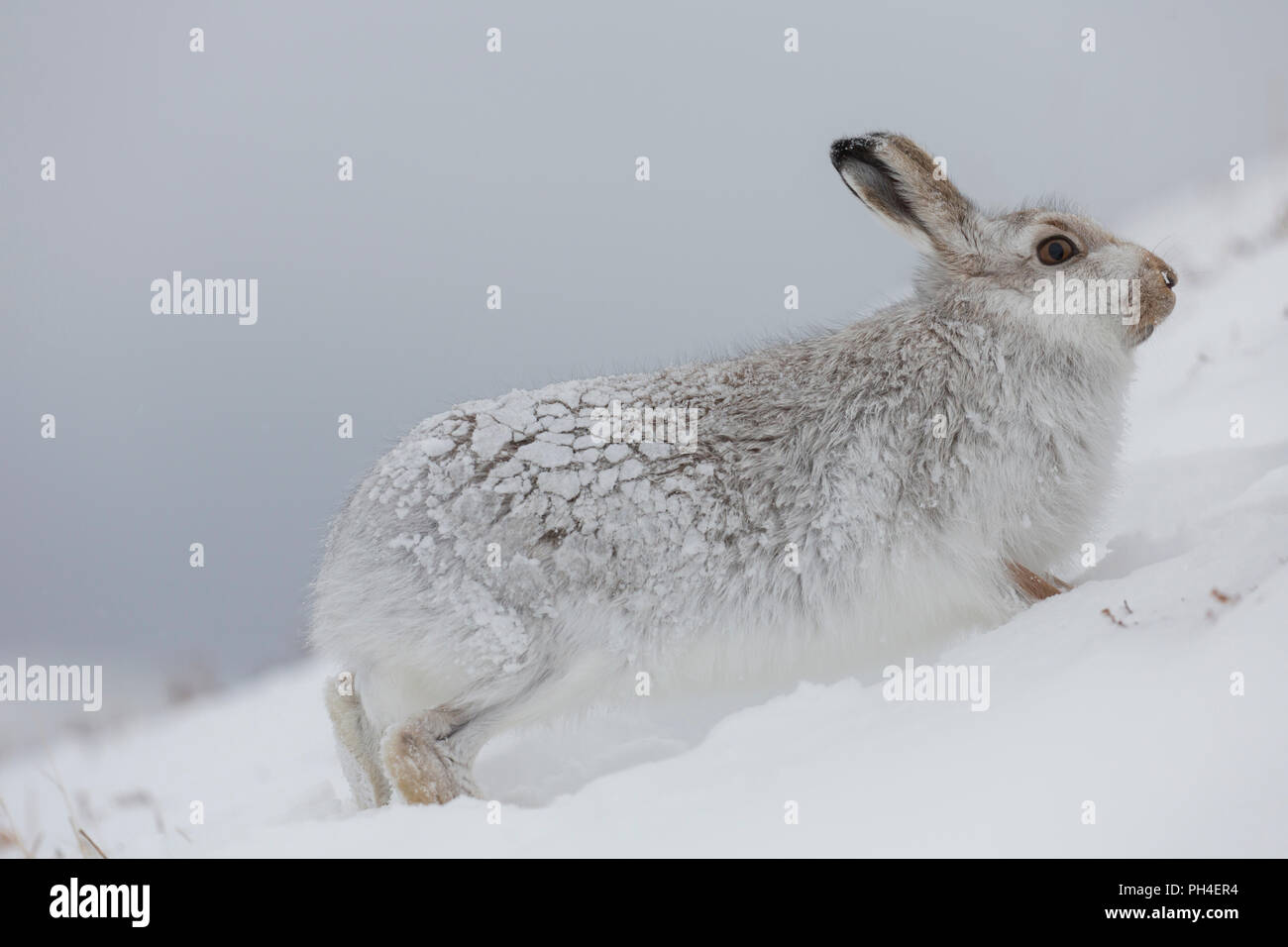 Schneehase (Lepus timidus). In weiß winter Mantel Erwachsener (Fell) im Schnee. Cairngorms National Park, Schottland Stockfoto