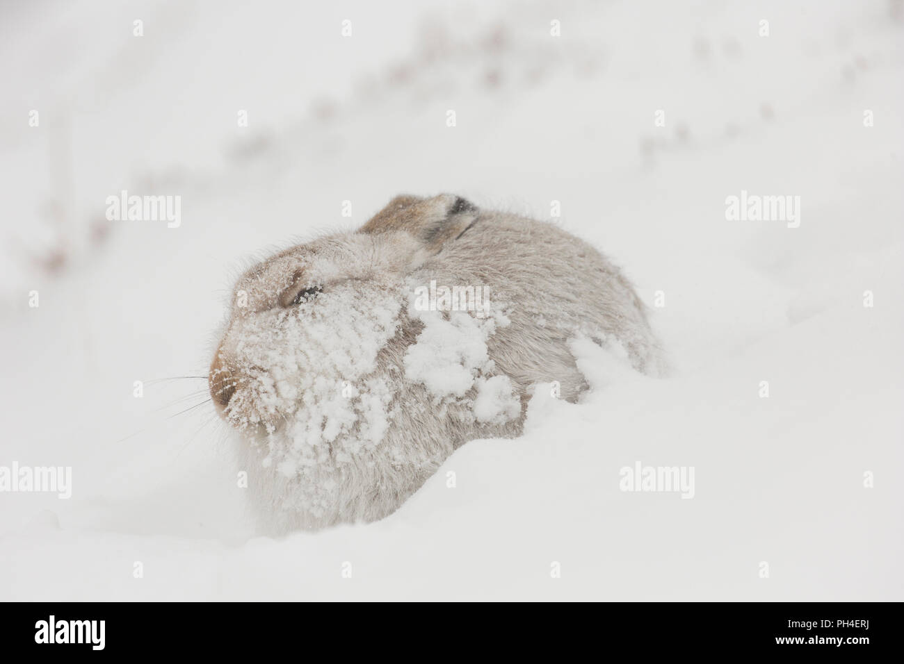Schneehase (Lepus timidus). In weiß winter Mantel Erwachsener (Fell) im Schnee. Cairngorms National Park, Schottland Stockfoto