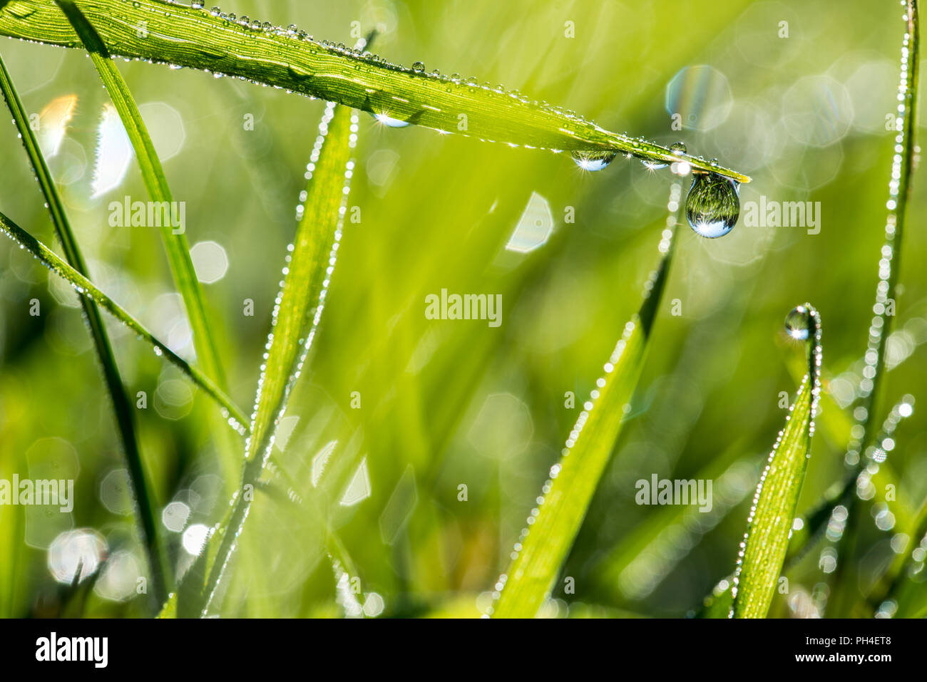 Blades von frischem grünem Gras mit glitzernden Tautropfen oder Regentropfen und einen Hintergrund bokeh der glitzernde Sonnenlicht auf Feuchtigkeit, Natur, Öko oder Bio backgr Stockfoto