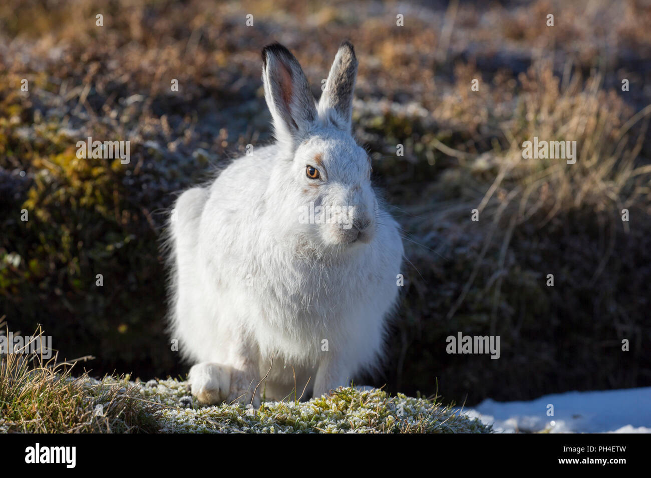 Schneehase (Lepus timidus). In weiß winter Mantel Erwachsener (Fell) im Heidekraut. Cairngorms National Park, Schottland Stockfoto
