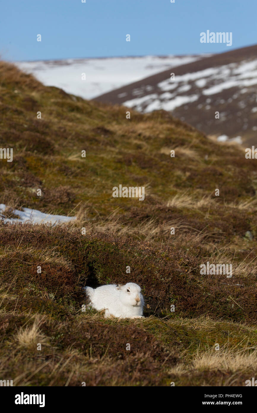Schneehase (Lepus timidus). In weiß winter Mantel Erwachsener (Fell) ruht im Heidekraut. Cairngorms National Park, Schottland Stockfoto