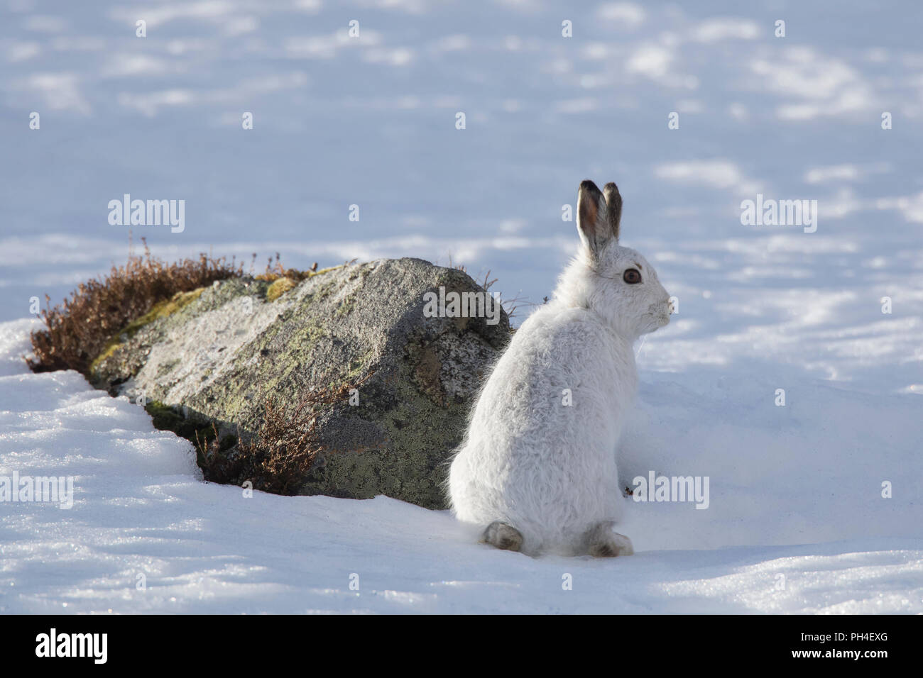 Schneehase (Lepus timidus). In weiß winter Mantel Erwachsener (Fell) im Schnee, neben einem Rock. Cairngorms National Park, Schottland Stockfoto
