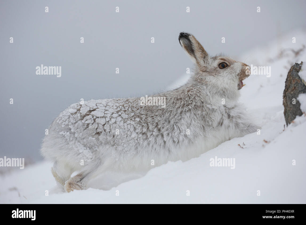 Schneehase (Lepus timidus). In weiß winter Mantel Erwachsener (Fell) im Schnee, Strecken und Gähnen. Cairngorms National Park, Schottland Stockfoto