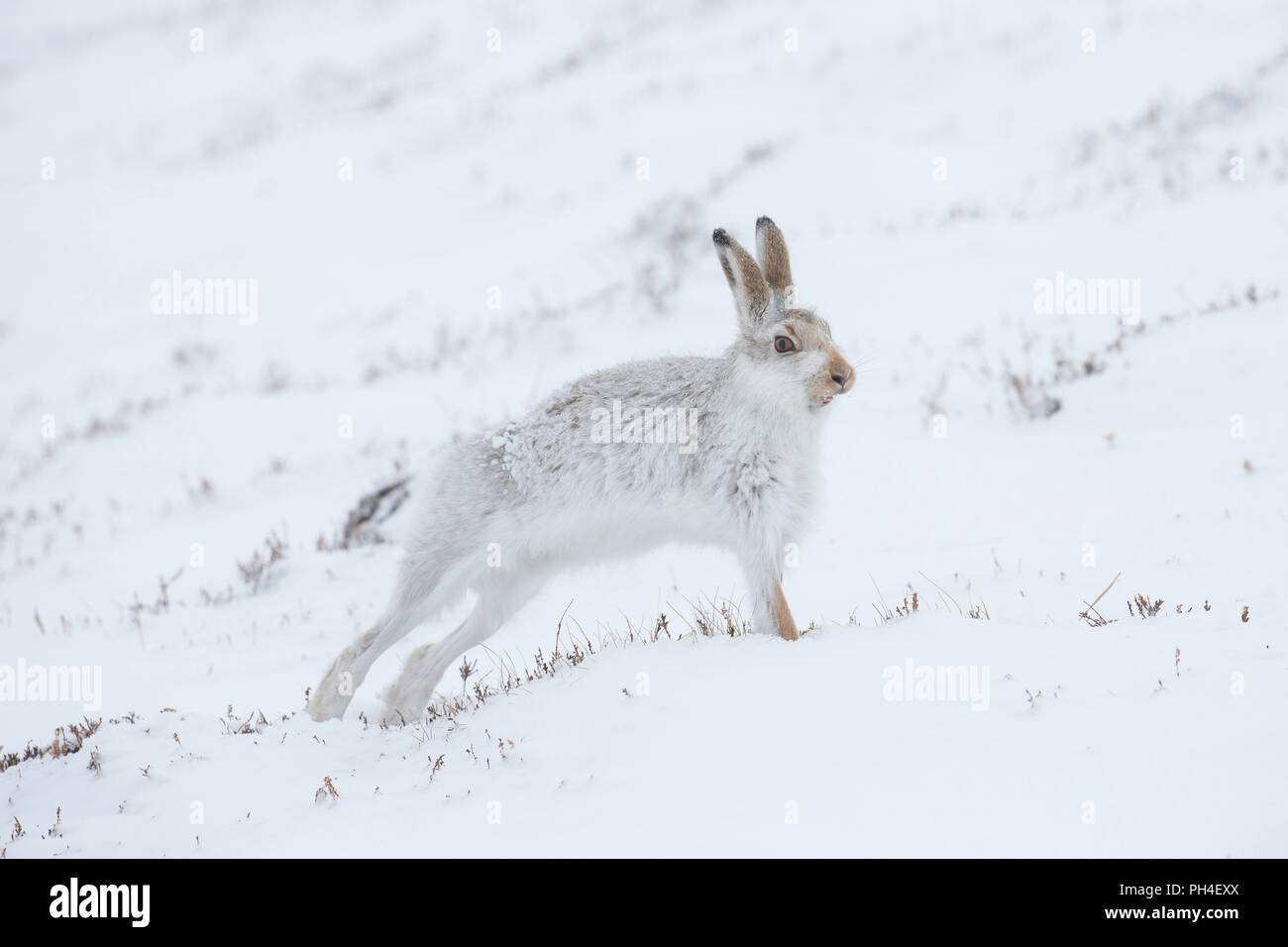 Schneehase (Lepus timidus). In weiß winter Mantel Erwachsener (Fell) im Schnee, Stretching. Cairngorms National Park, Schottland Stockfoto