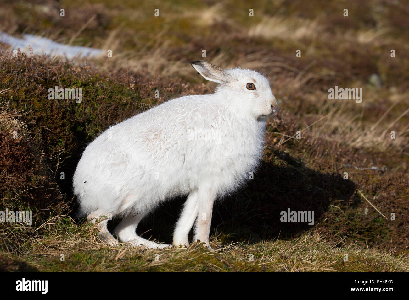 Schneehase (Lepus timidus). In weiß winter Mantel Erwachsener (Fell) in Heide, Stretching. Cairngorms National Park, Schottland Stockfoto