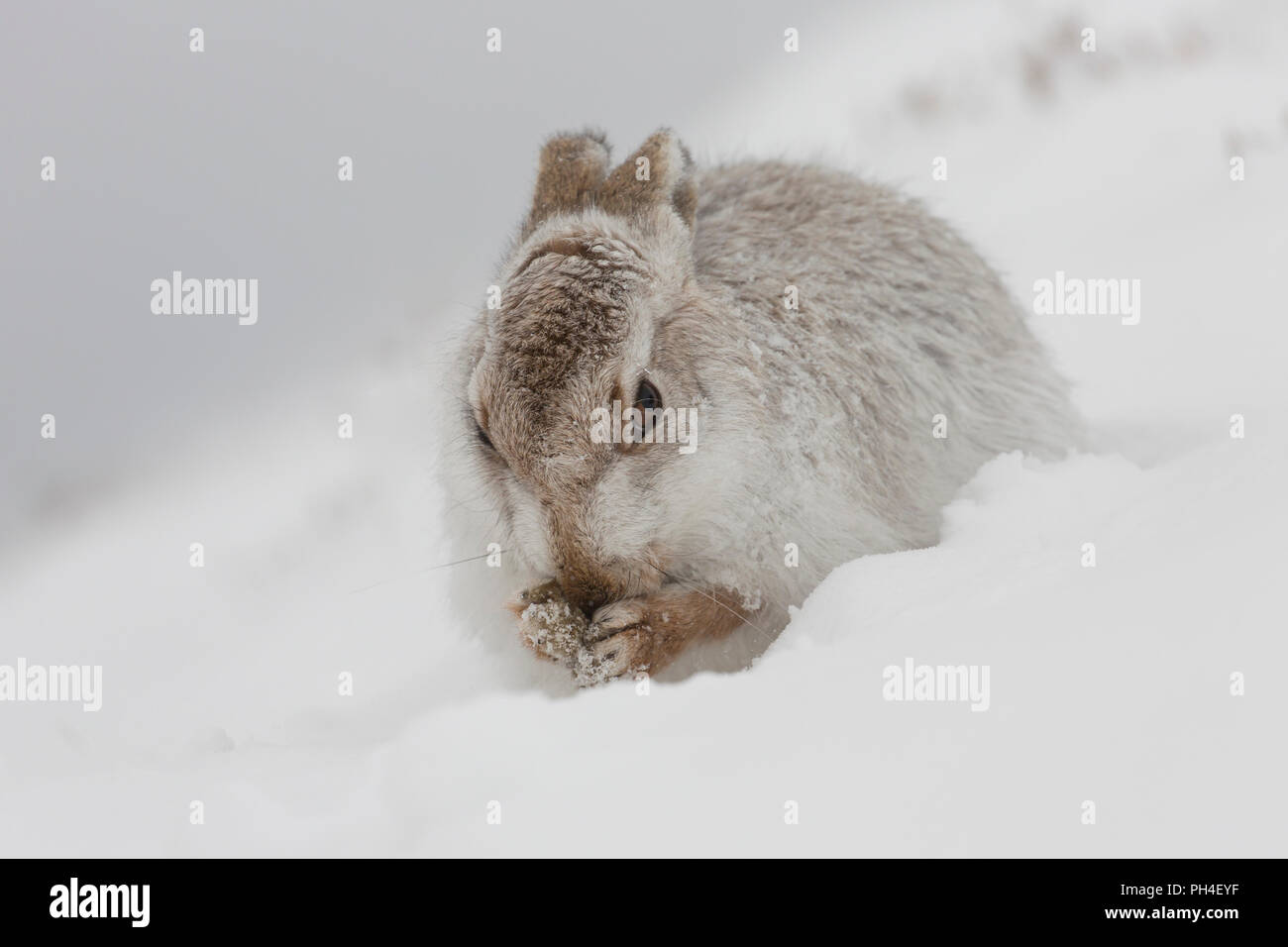 Schneehase (Lepus timidus). In weiß winter Mantel Erwachsener (Fell) im Schnee, Pflege. Cairngorms National Park, Schottland Stockfoto
