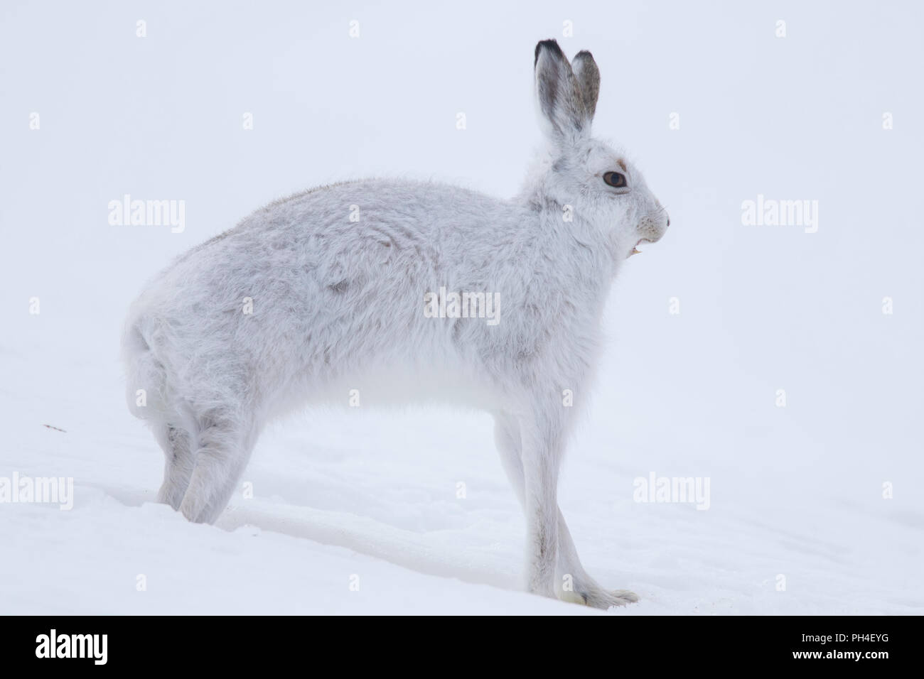 Schneehase (Lepus timidus). In weiß winter Mantel Erwachsener (Fell) im Schnee, Stretching. Cairngorms National Park, Schottland Stockfoto