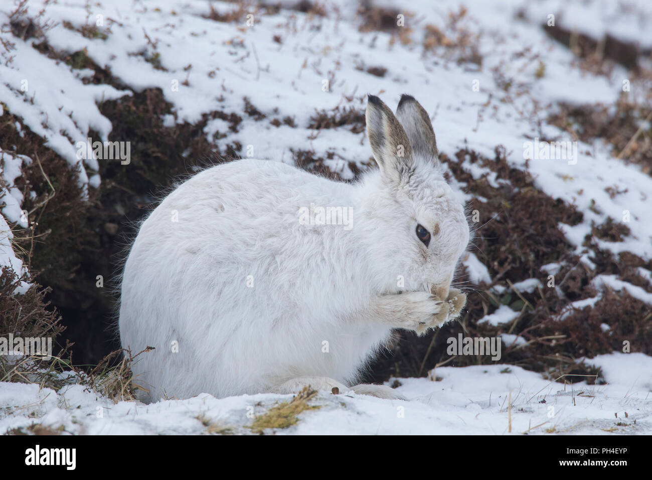 Schneehase (Lepus timidus). In weiß winter Mantel Erwachsener (Fell) im Schnee, Pflege. Cairngorms National Park, Schottland Stockfoto