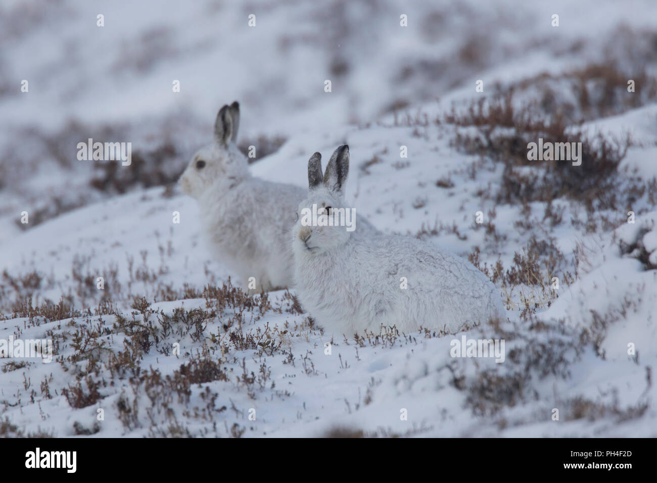 Schneehase (Lepus timidus). Paar in weiss Winter Mantel (Fell) im Schnee. Cairngorms National Park, Schottland Stockfoto