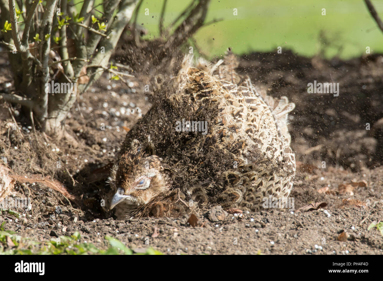 Fasan, gemeinsame Fasan, Ring-necked Fasan (Phasianus colchicus), henne Staub baden. Deutschland Stockfoto