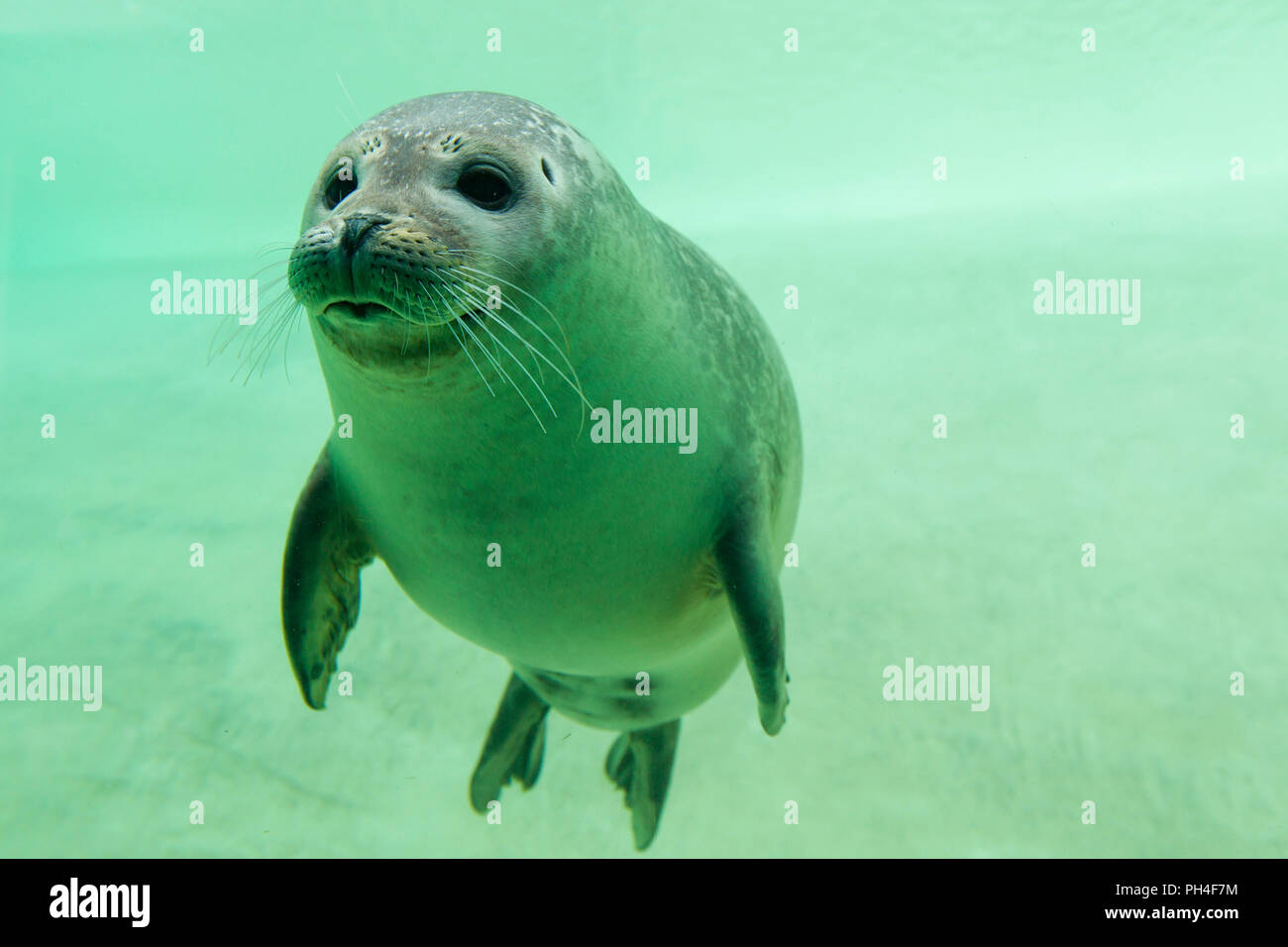 Seehund, Seehunde (Phoca vitulina) unter Wasser in einem Becken. Seehundstation Friedrichskoog, Schleswig-Holstein, Deutschland Stockfoto