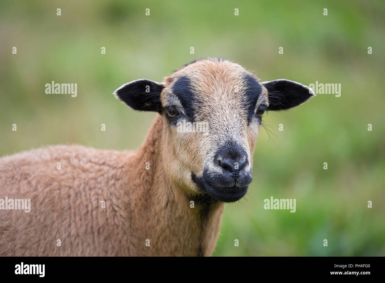 Kamerun Schafe. Portrait von Schaf auf einer Weide. Deutschland Stockfoto