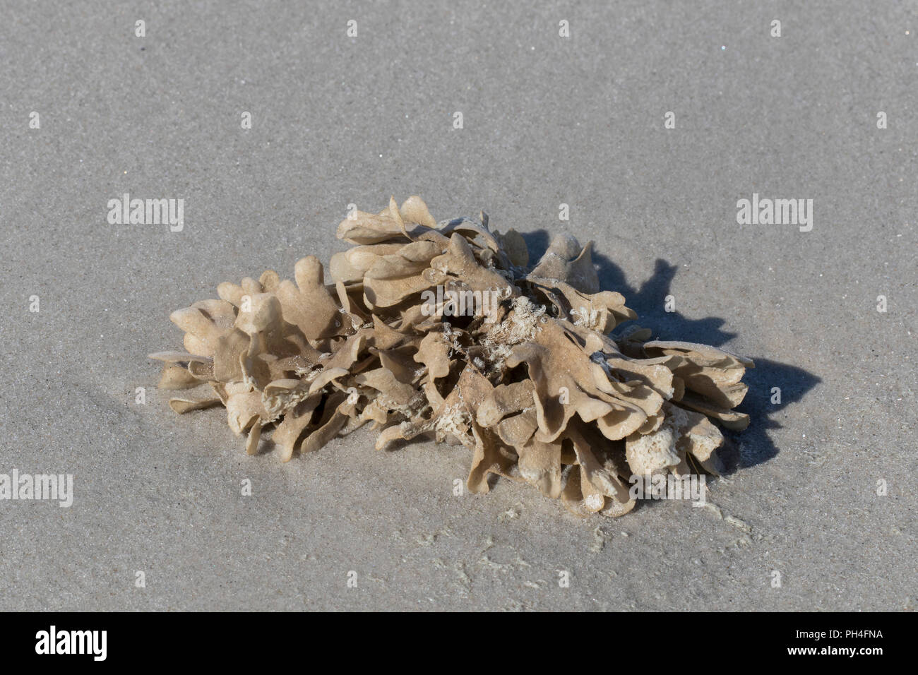 Flustra foliacea. Kolonie des Tieres, das oft zu einem Algen verwechselt, auf Gezeiten Watt. Nationalpark Schleswig-Holsteinisches Wattenmeer, Deutschland Stockfoto