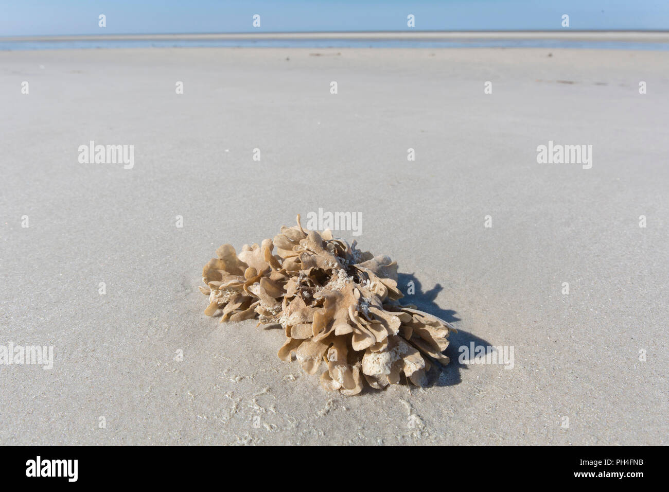 Flustra foliacea. Kolonie des Tieres, das oft zu einem Algen verwechselt, auf Gezeiten Watt. Nationalpark Schleswig-Holsteinisches Wattenmeer, Deutschland Stockfoto