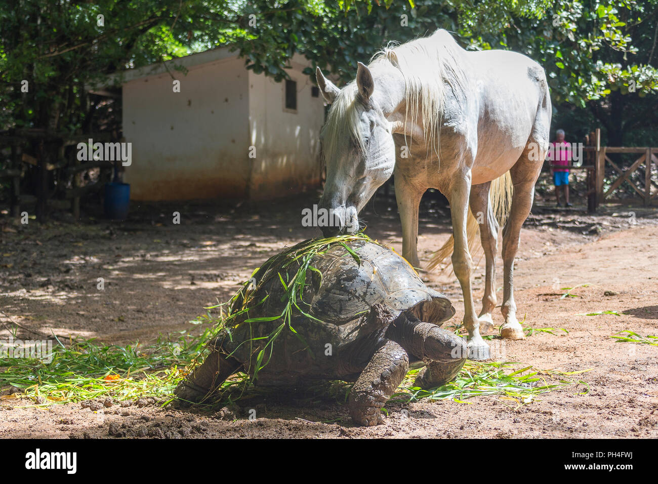 Arabische Pferd. Grey Mare Fütterung Pflanzen aus dem Panzer eines Seychellen Riesenschildkröte in einem paddock. Seychellen Stockfoto