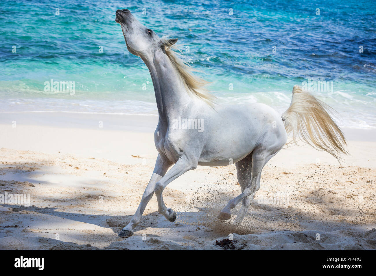 Arabische Pferd. Grey Mare an einem tropischen Strand, zappeln mit Kopf. Seychellen Stockfoto