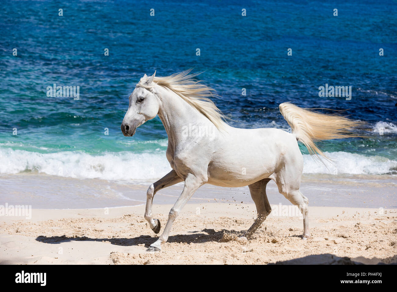 Arabische Pferd. Grey Mare Galopp an einem tropischen Strand. Seychellen Stockfoto