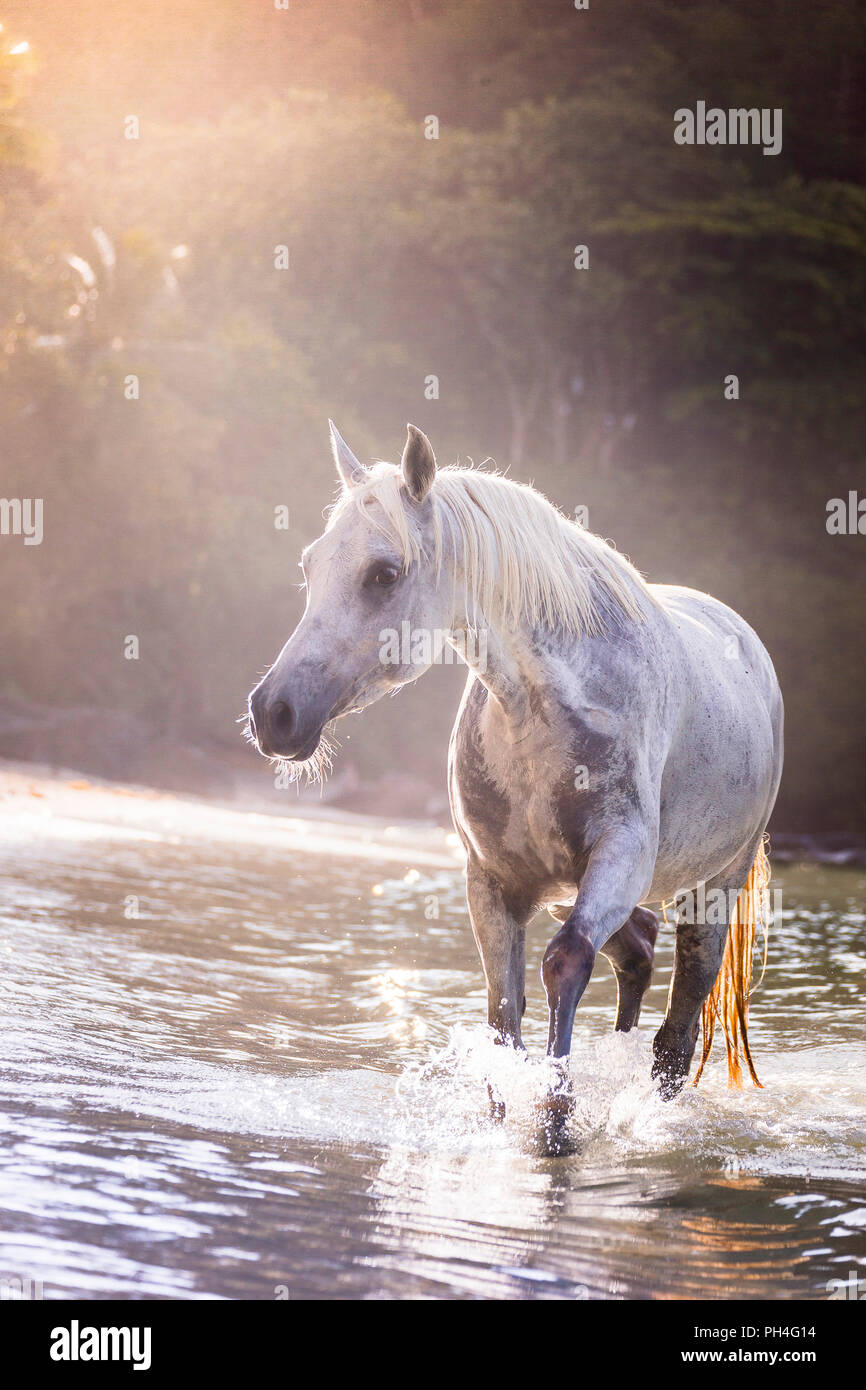 Arabische Pferd. Grey Mare Wandern im Meer, neben einem tropischen Strand. Seychellen Stockfoto