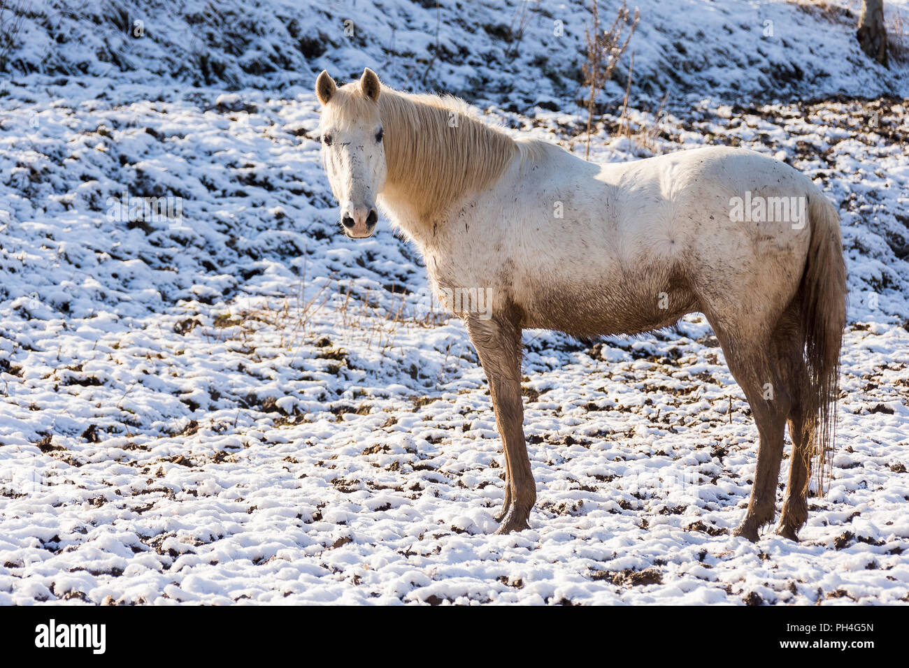 Reine Spanische Pferd, Andalusische. Schmutzig grauen Nach stehend auf einem Matschigen Weide im Winter. Deutschland Stockfoto