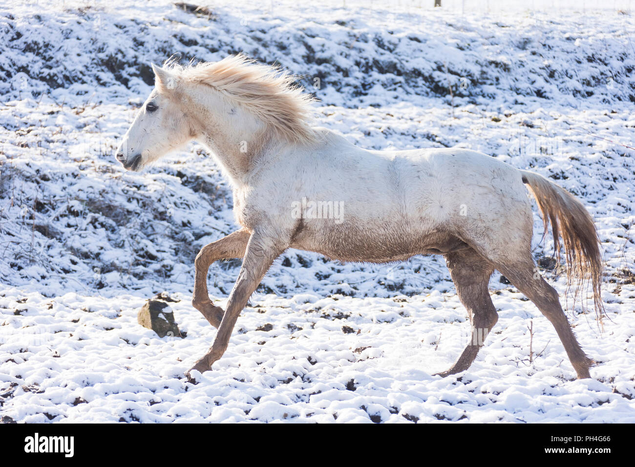 Reine Spanische Pferd, Andalusische. Schmutzig grauen nach Galopp auf einer Weide im Winter. Deutschland Stockfoto
