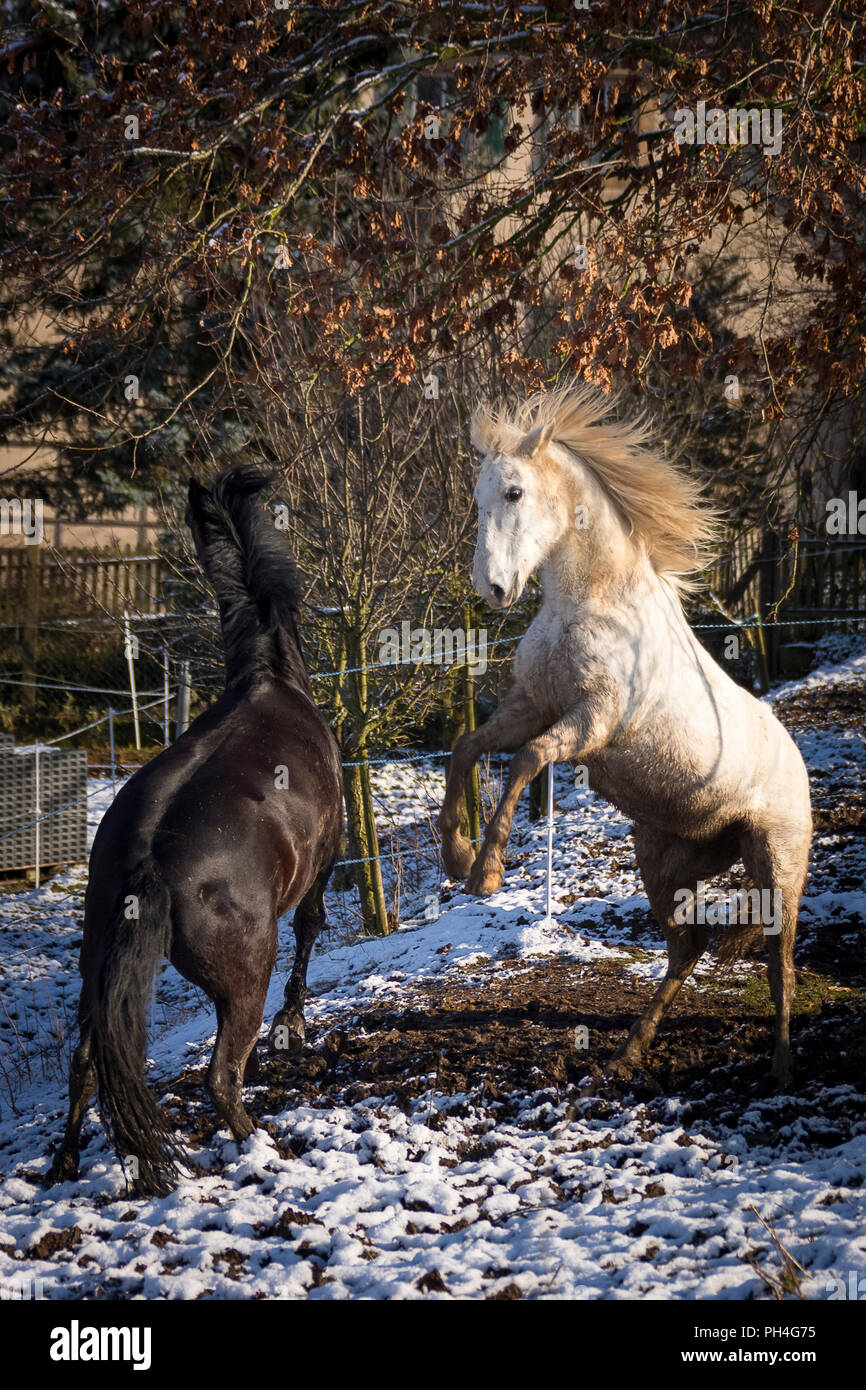 Reine Spanische Pferd, andalusische und Murgese. Graue und schwarze Pferd spielen auf einer Weide im Winter. Deutschland Stockfoto